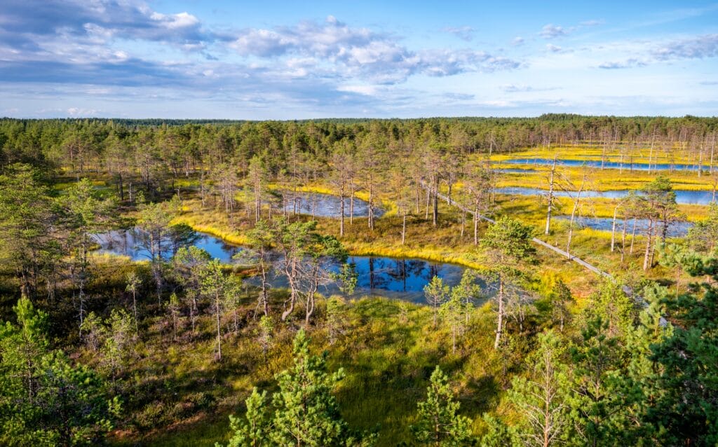 Viru Moor Nationalpark Lahemaa Estland